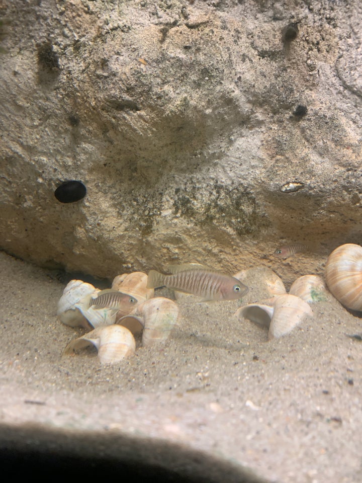 Neolamprologus Multifasciatus