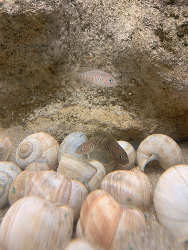 Neolamprologus Multifasciatus