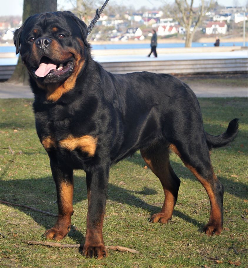 TOP ROTTWEILER HVALPE