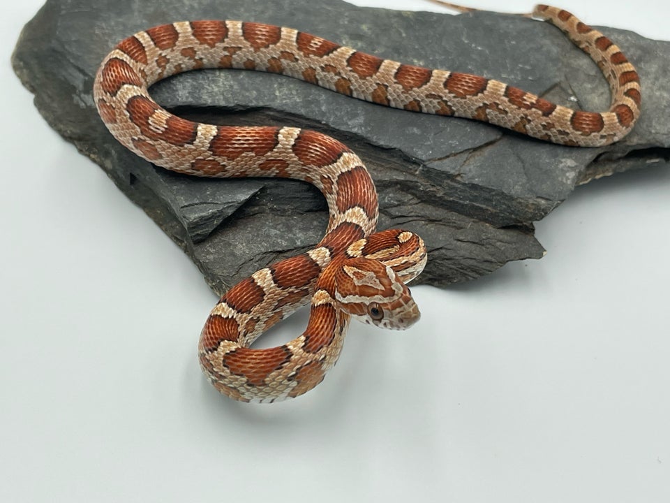 Slange Het scaleless