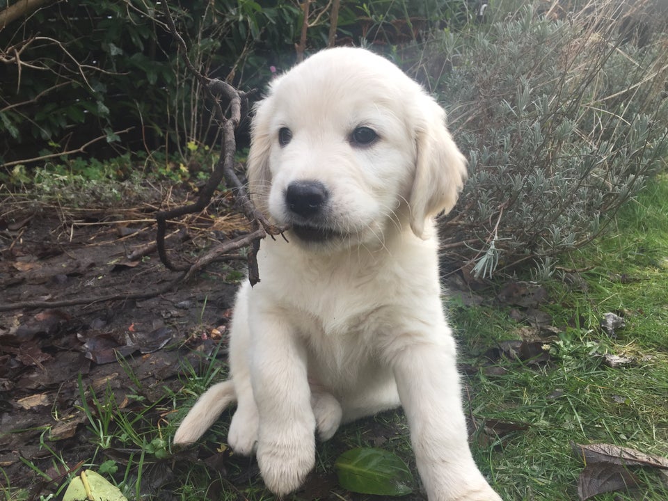 Amager - Golden Retriever h