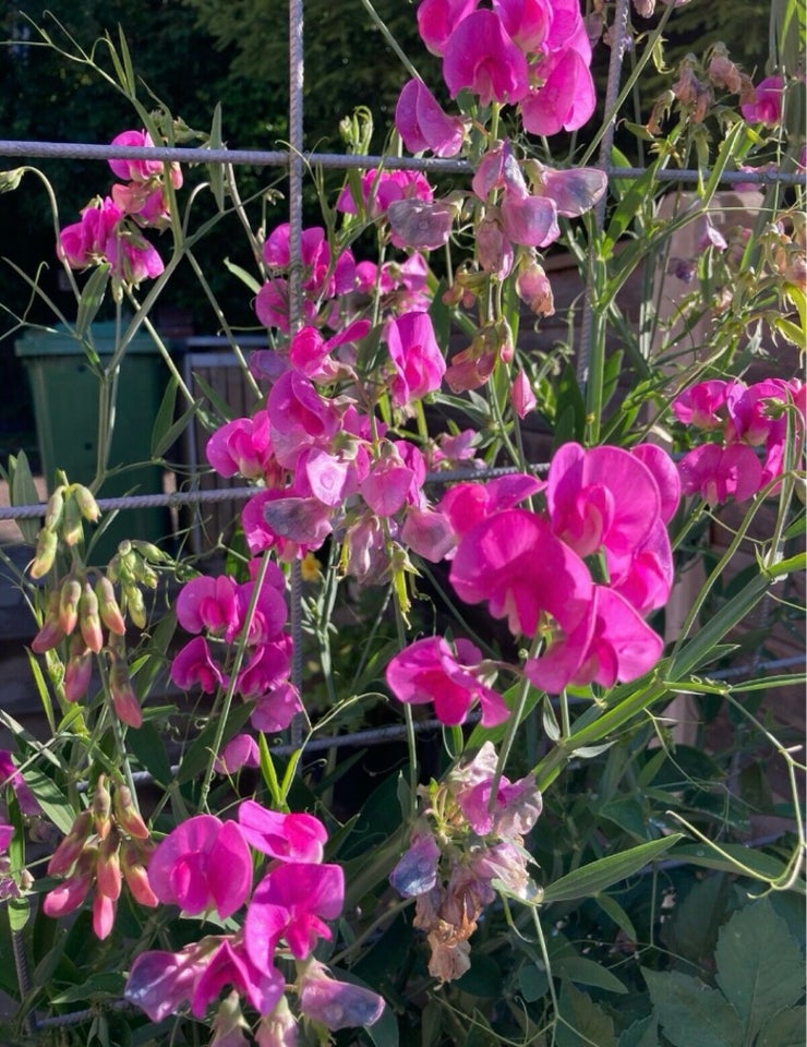 Lathyrus staude Staude