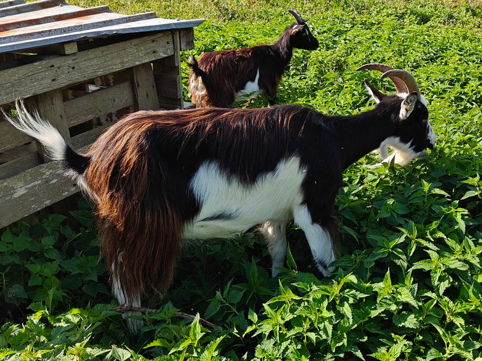 Ged, Dansk Landrace, 10 stk.