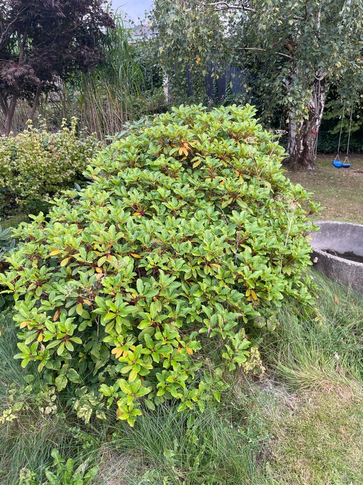 Rhododendron