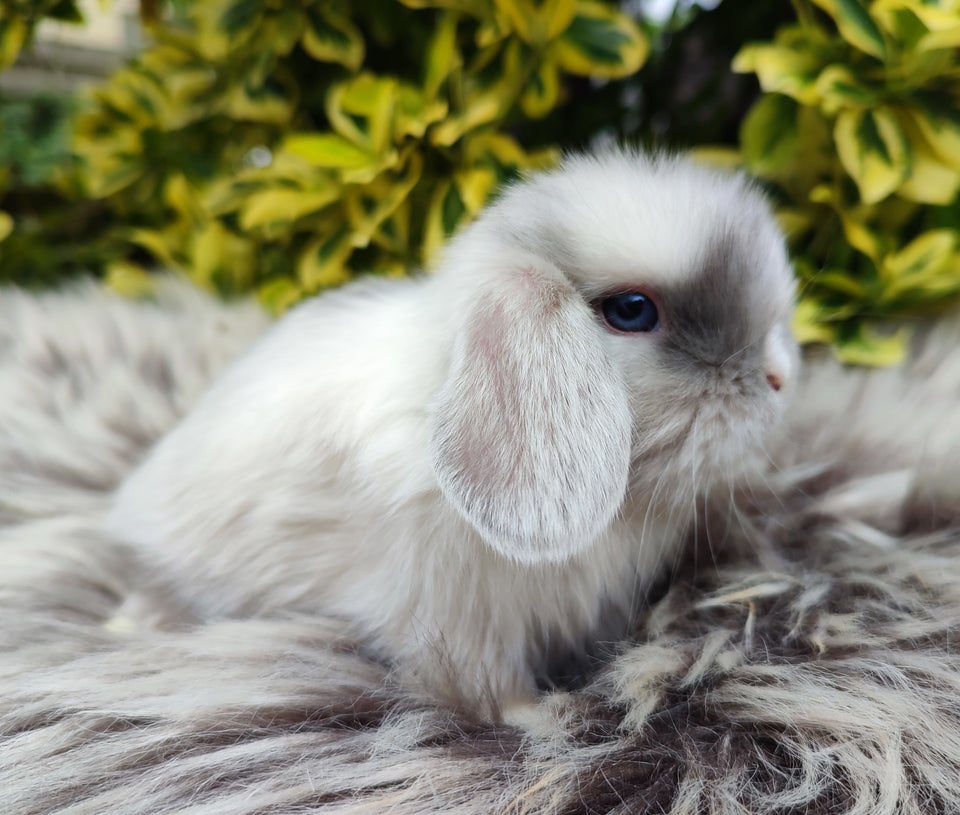 Kanin Minilop mini lop 0 år