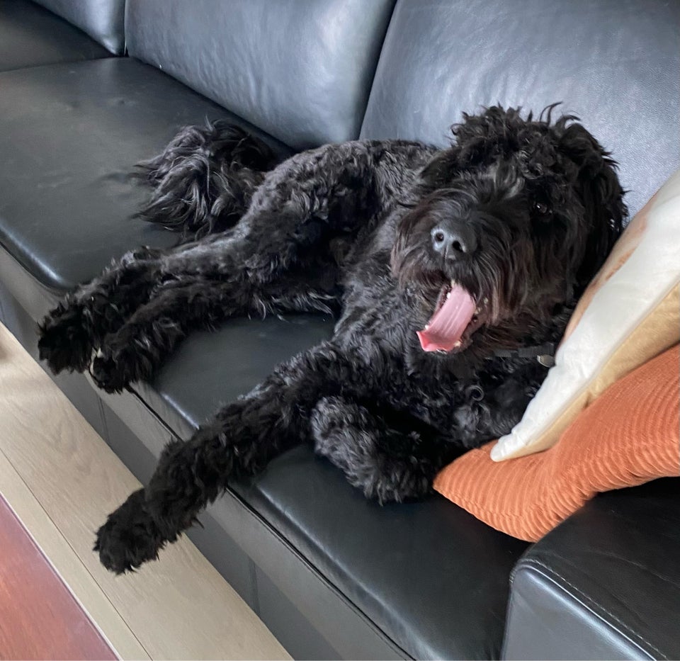 Golden doodle, hund, 2 år