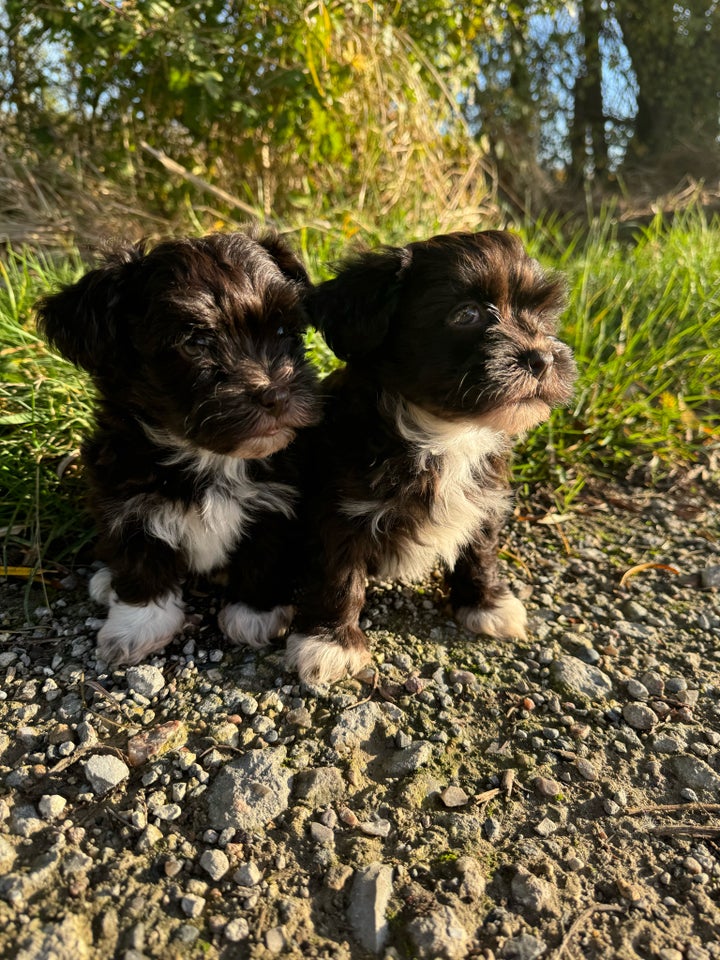 Bichon havanais sødeste små...