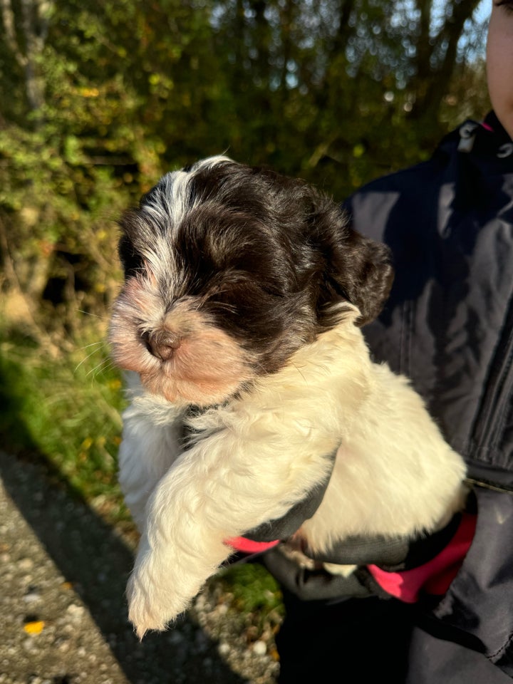 Bichon havanais sødeste små...