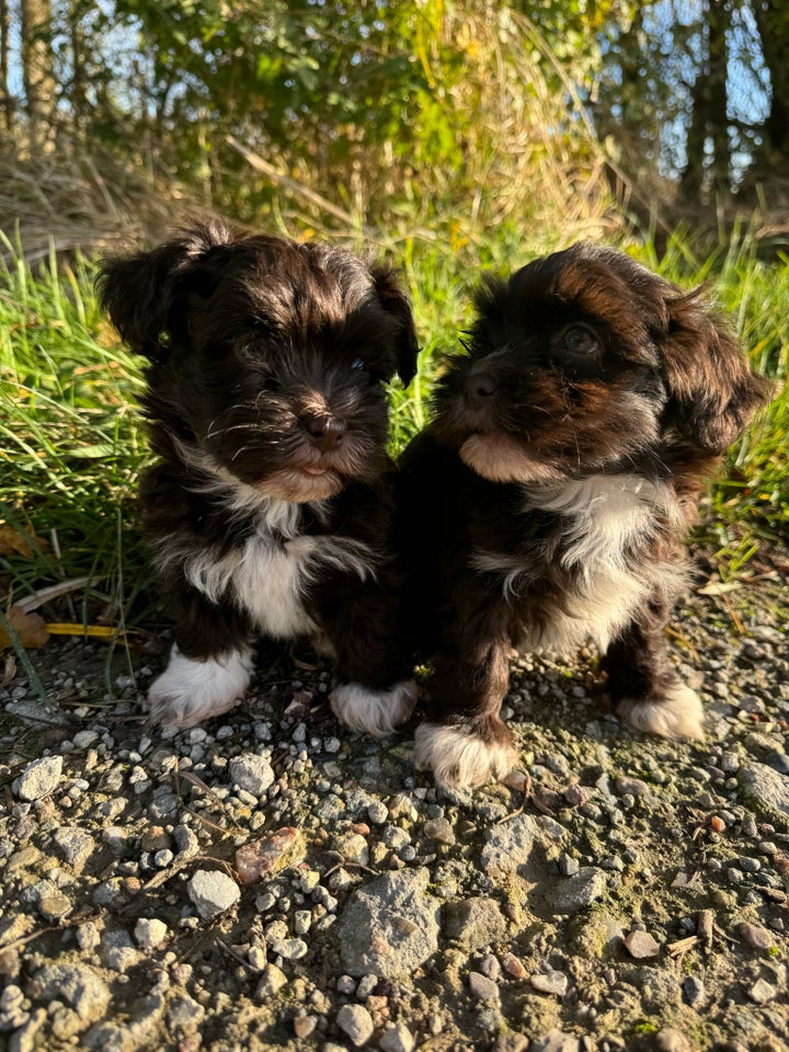 Bichon havanais sødeste små...