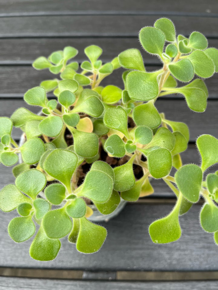 Velour plante, Potteplante