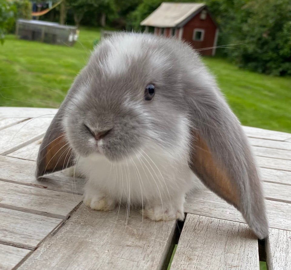 Kanin FRANSK VÆDDER HAN BLÅ