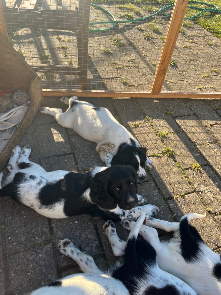 Springer Spaniel hvalp