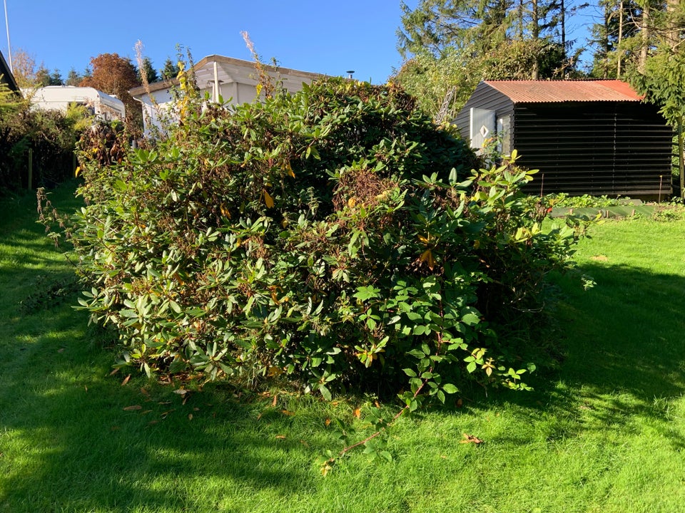 Busk, rhododendron