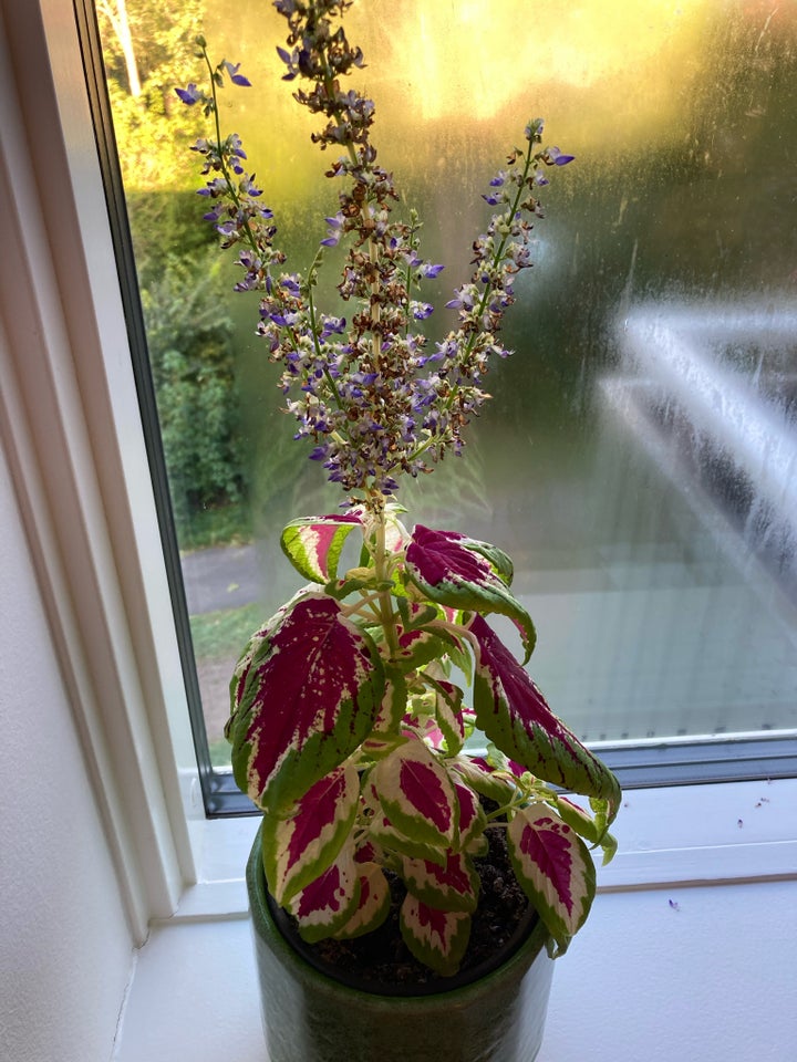 Paletblad, Wizard Rose, Coleus