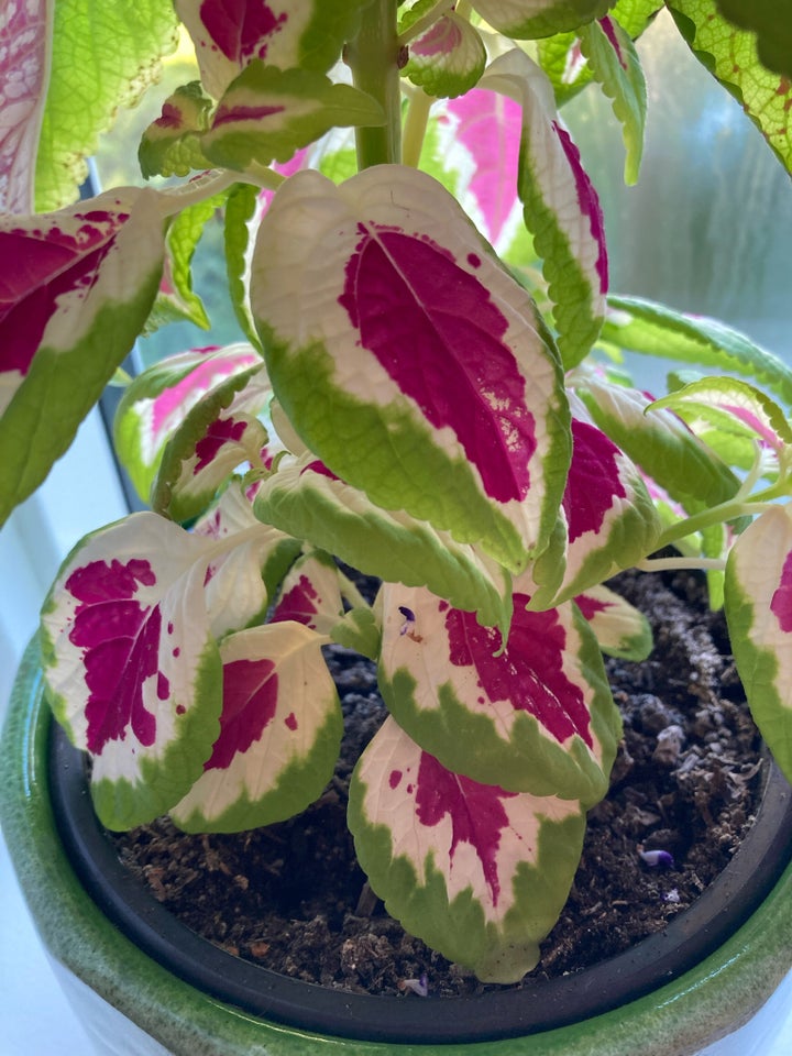 Paletblad, Wizard Rose, Coleus