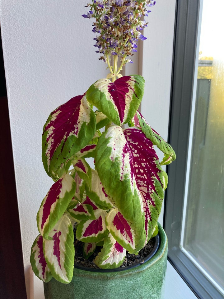 Paletblad, Wizard Rose, Coleus