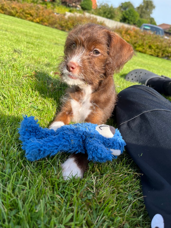 Dansk svensk gårdhund og puddel,