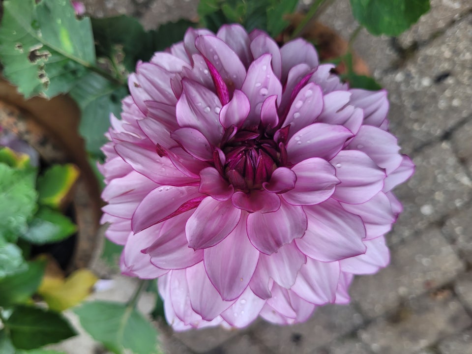 Dahlia og stauder