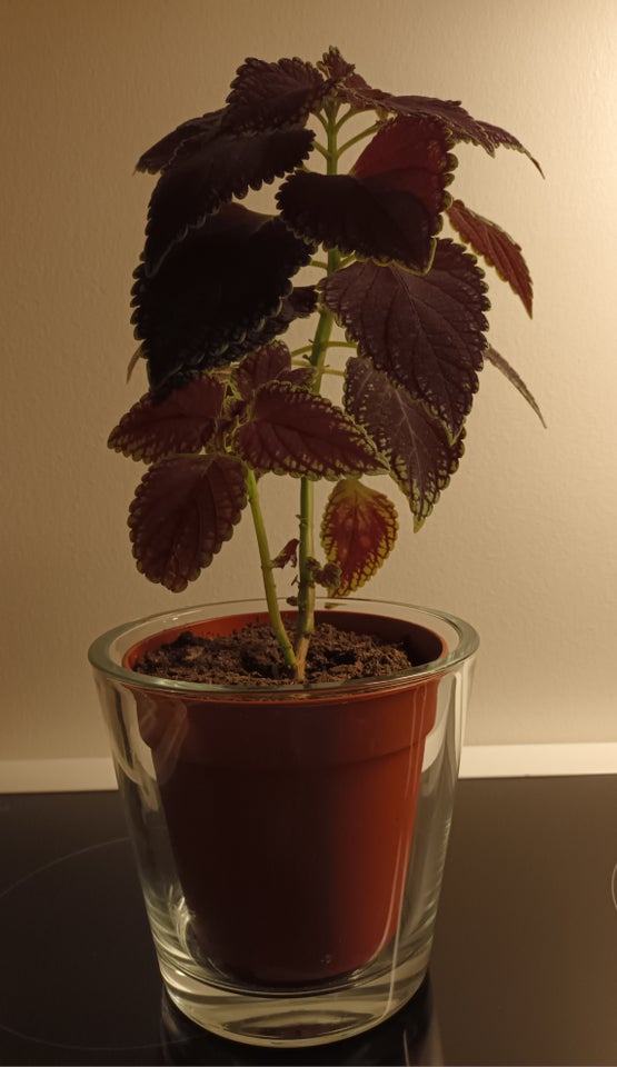 Plante, Coleus - Paletblad