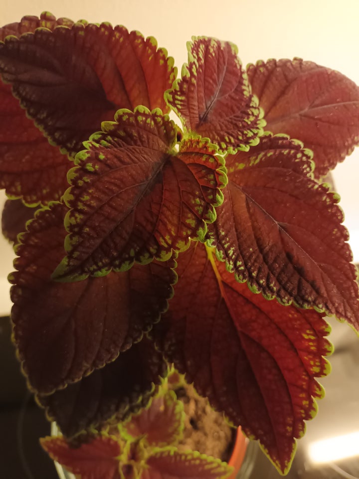 Plante, Coleus - Paletblad