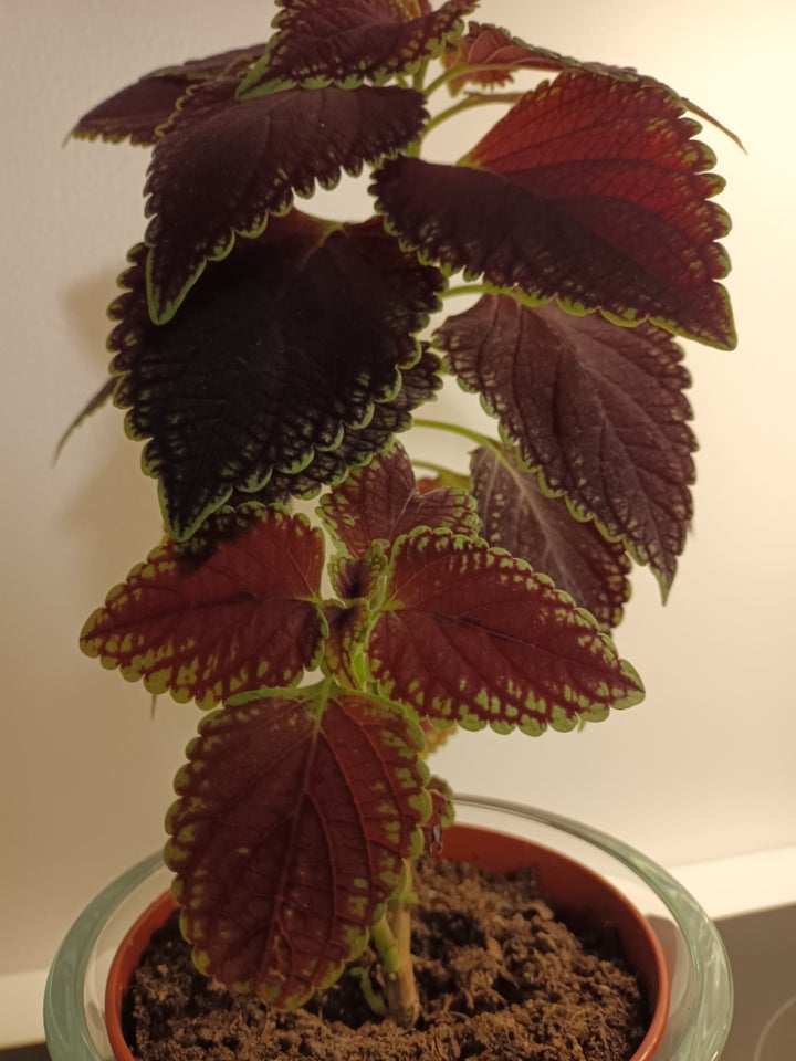 Plante, Coleus - Paletblad