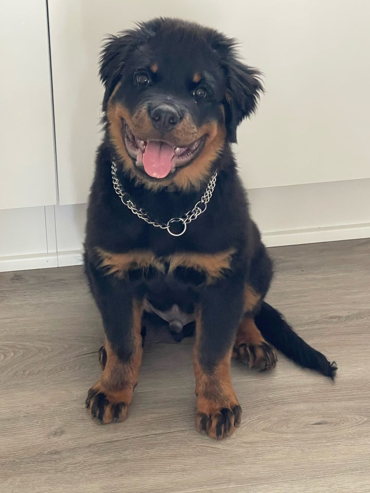 Rottweiler hund 7 mdr