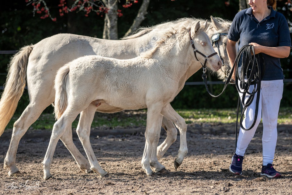 American Curly, hingst, 1 år