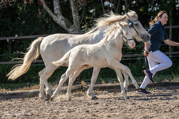 American Curly, hingst, 1 år