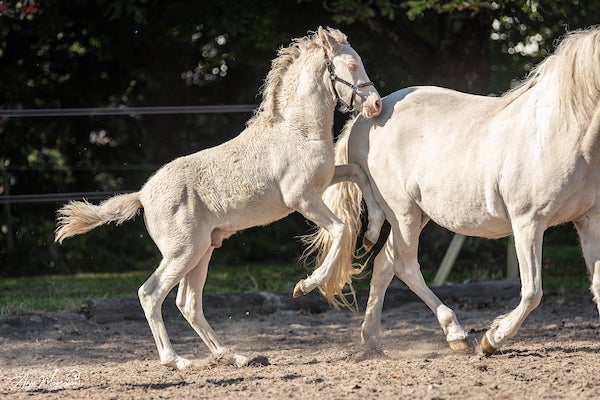 American Curly, hingst, 1 år