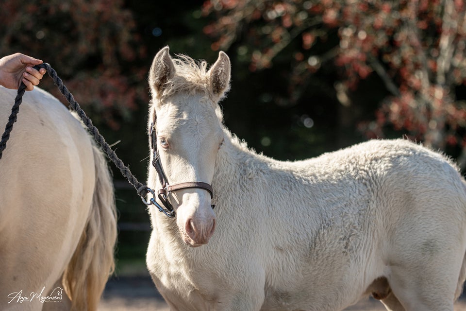 American Curly, hingst, 1 år