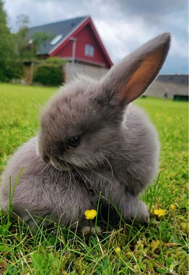 Bur til gnavere, Mini lop