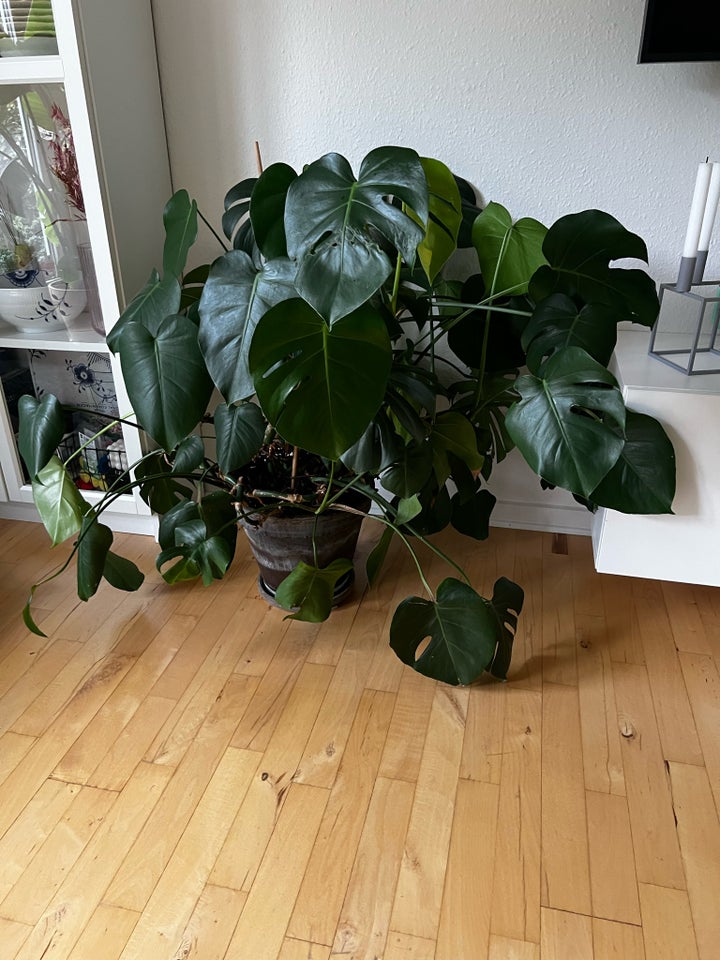 Stueplante Monstera, Monstera