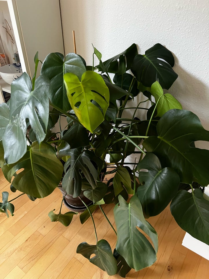 Stueplante Monstera, Monstera