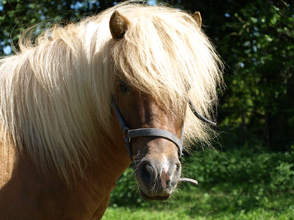 Shetlandspony hingst 12 år