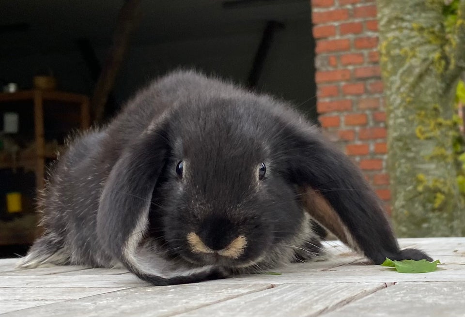 Kanin FRANSK VÆDDER HUN SORT