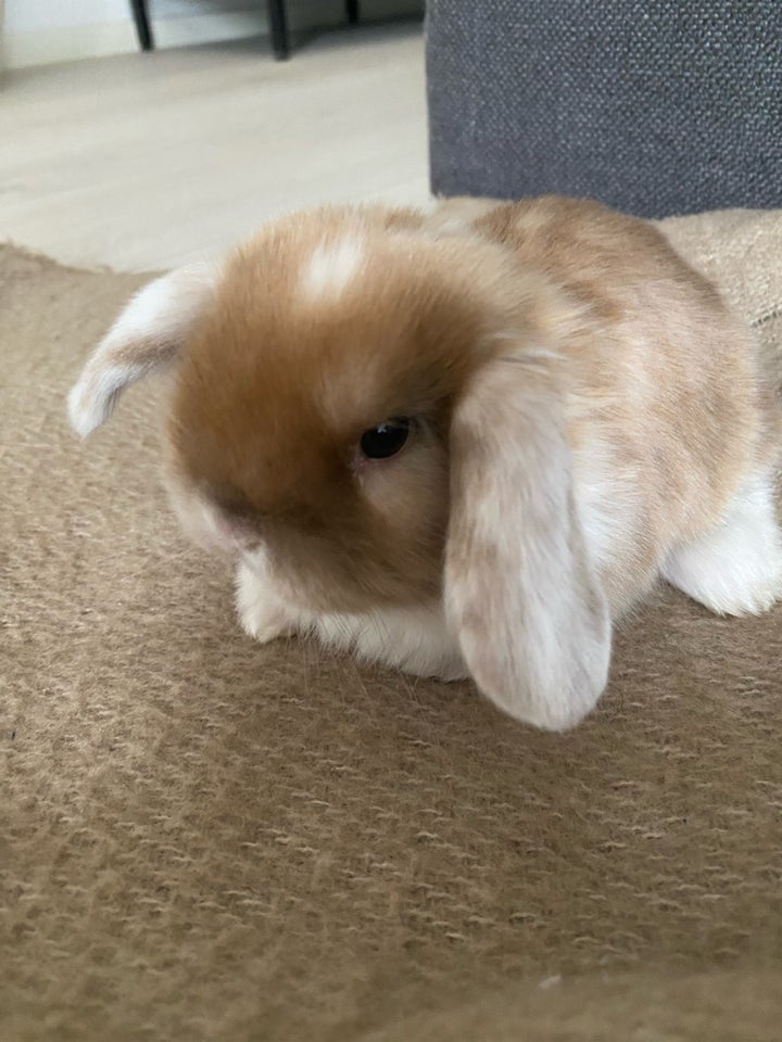 Kanin Mini lop 0 år