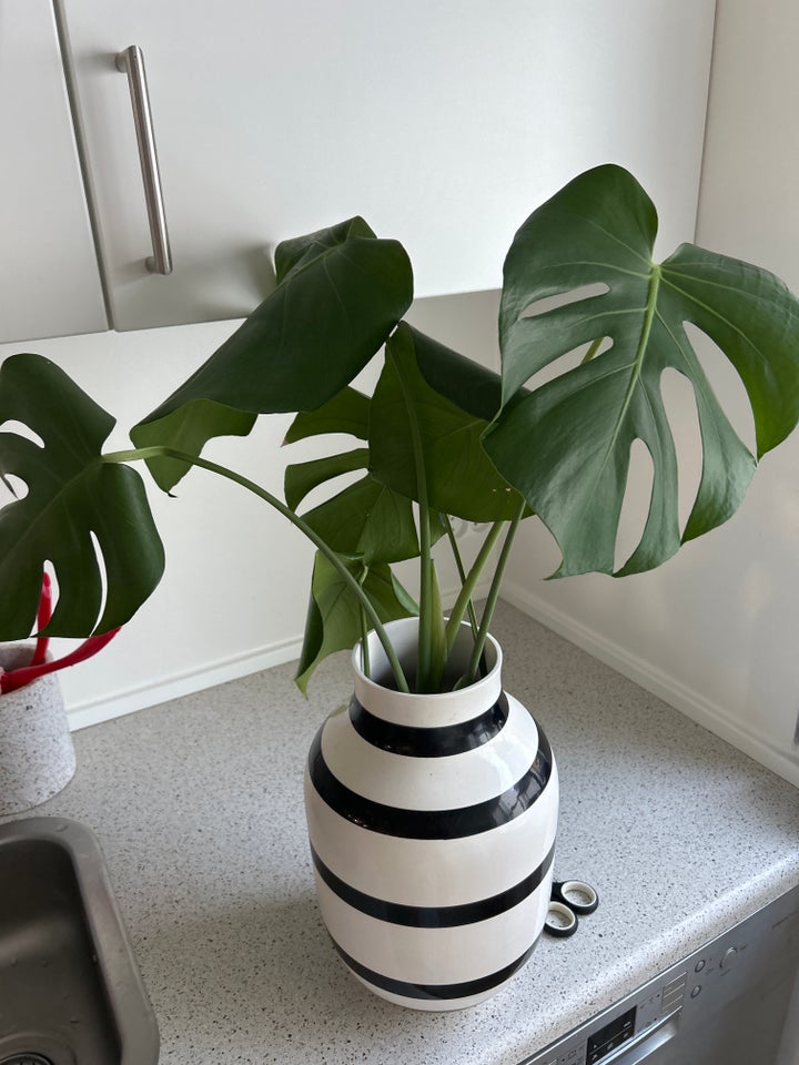 Monstera