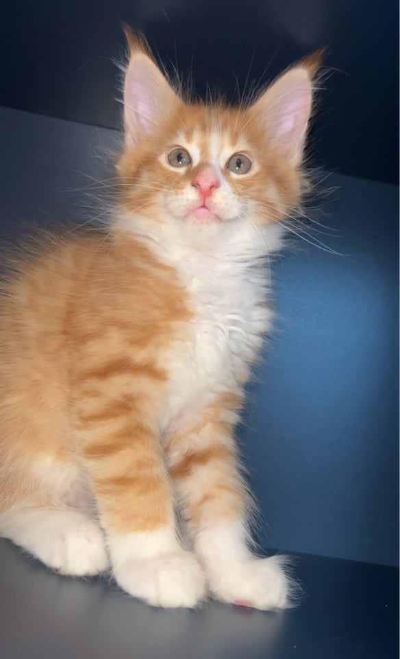 Maine Coon, hankat, 10 uger