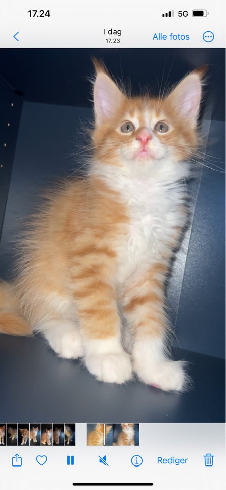 Maine Coon, hankat, 10 uger