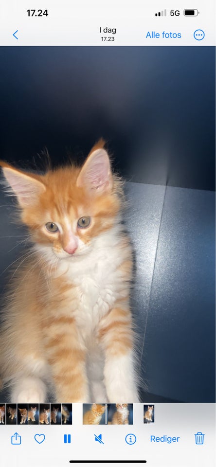 Maine Coon, hankat, 10 uger