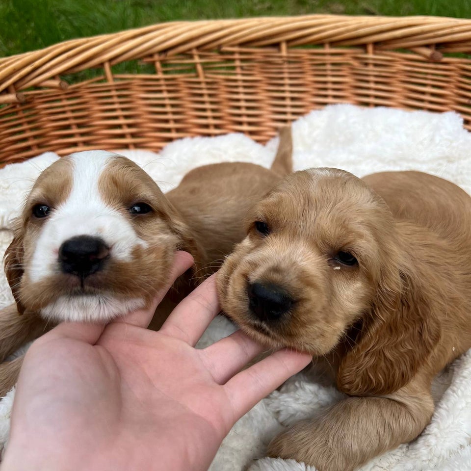 Cocker Spaniel  hvalpe 10 uger