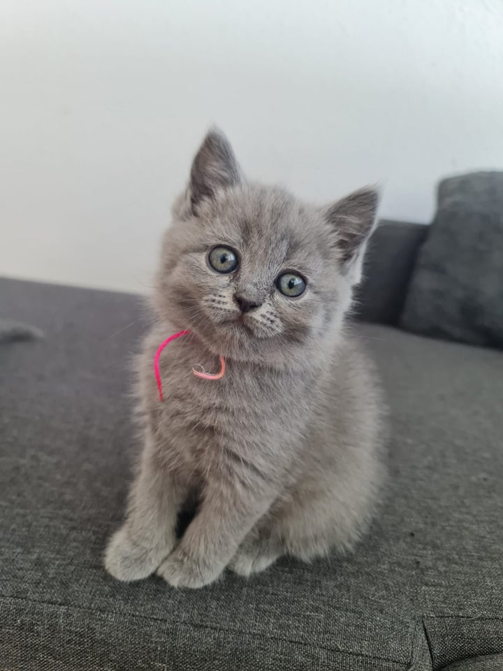 British Shorthair flere