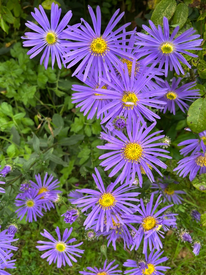 Staude, Asters