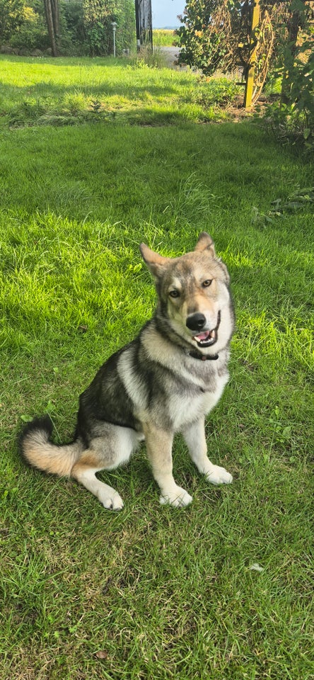 Tjekkoslovakisk Ulvehund/Husky