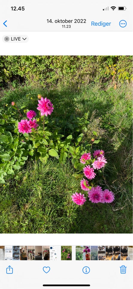 Staude Dahlia geogine