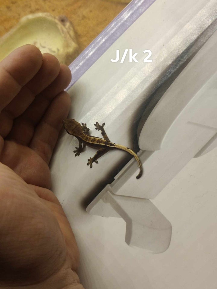 Gekko, Kronegekko