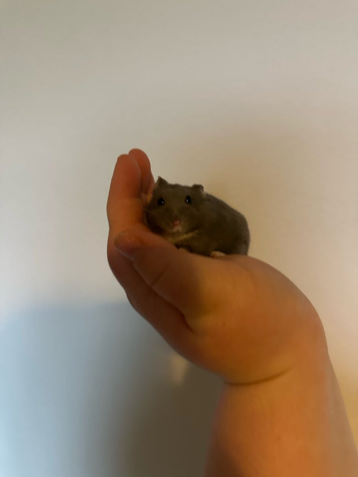 Hamster, campbell , 0 år