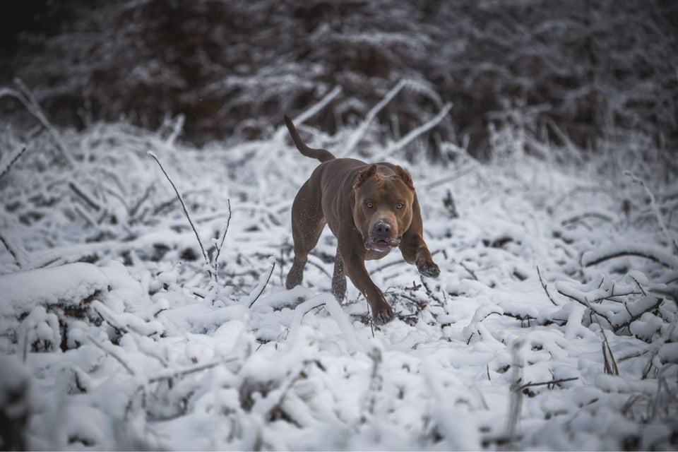 American Bully XL hund 2 år