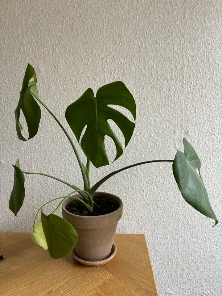 Stueplante inkl potte Monstera