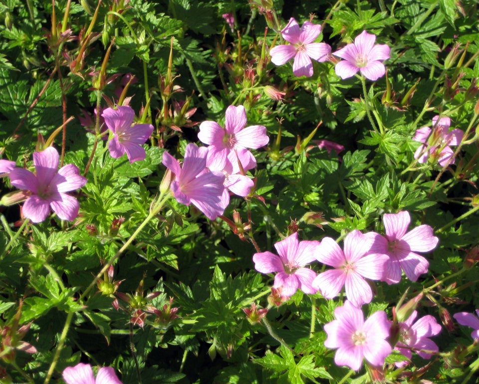 Geranium Oxonianum, Storkenæb der